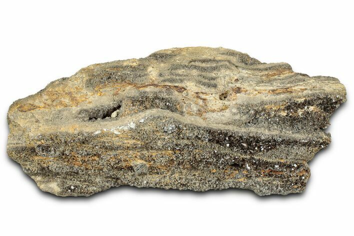 Glittering Petrified Wood with Druzy Quartz - Alabama #325414